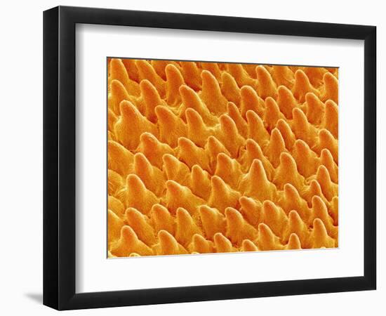 Petal of Pansy-Micro Discovery-Framed Photographic Print