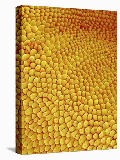 Petal of Wildflower in Chrysanthemum Family-Micro Discovery-Stretched Canvas