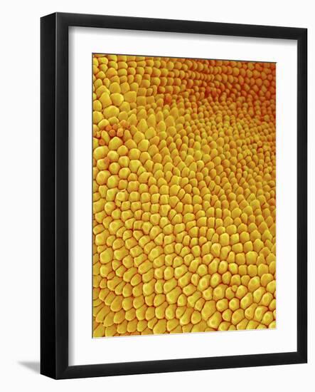 Petal of Wildflower in Chrysanthemum Family-Micro Discovery-Framed Photographic Print