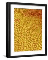 Petal of Wildflower in Chrysanthemum Family-Micro Discovery-Framed Photographic Print