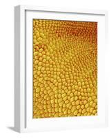 Petal of Wildflower in Chrysanthemum Family-Micro Discovery-Framed Photographic Print