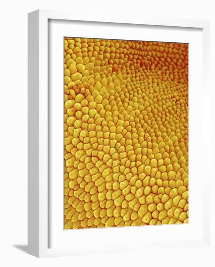 Petal of Wildflower in Chrysanthemum Family-Micro Discovery-Framed Photographic Print