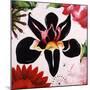 Petal Party II-Sydney Edmunds-Mounted Giclee Print