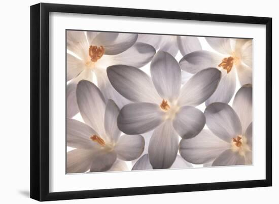 Petal Perfect-Assaf Frank-Framed Giclee Print