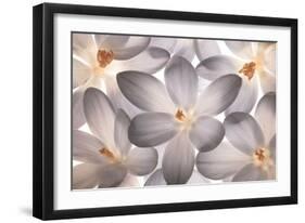 Petal Perfect-Assaf Frank-Framed Giclee Print