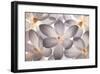 Petal Perfect-Assaf Frank-Framed Giclee Print