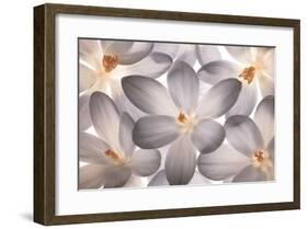 Petal Perfect-Assaf Frank-Framed Giclee Print