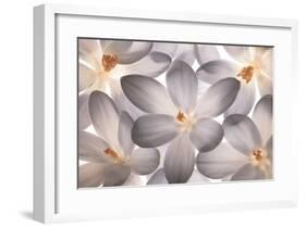 Petal Perfect-Assaf Frank-Framed Giclee Print