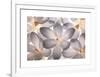 Petal Perfect-Assaf Frank-Framed Giclee Print