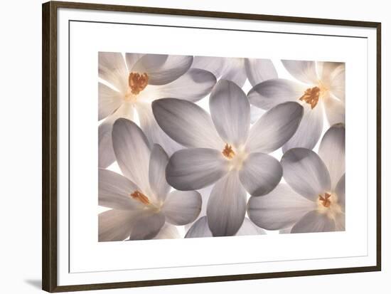 Petal Perfect-Assaf Frank-Framed Giclee Print