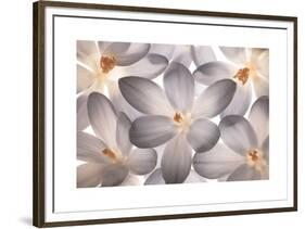 Petal Perfect-Assaf Frank-Framed Giclee Print