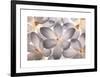 Petal Perfect-Assaf Frank-Framed Giclee Print