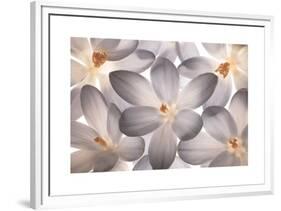 Petal Perfect-Assaf Frank-Framed Giclee Print