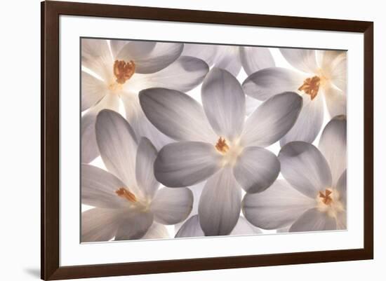 Petal Perfect-Assaf Frank-Framed Giclee Print