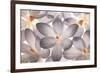 Petal Perfect-Assaf Frank-Framed Giclee Print