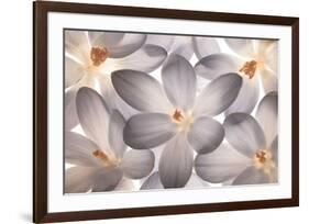 Petal Perfect-Assaf Frank-Framed Giclee Print