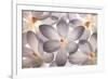 Petal Perfect-Assaf Frank-Framed Giclee Print