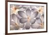 Petal Perfect-Assaf Frank-Framed Giclee Print