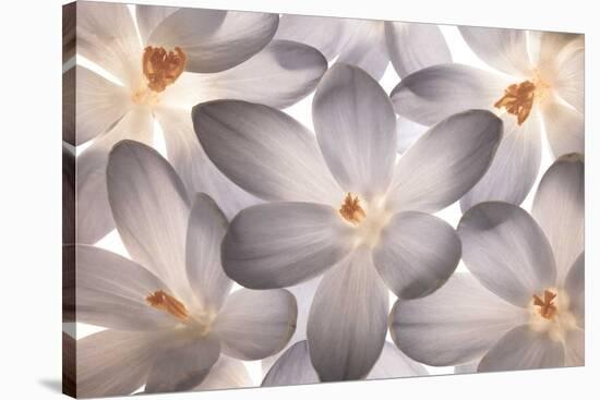 Petal Perfect-Assaf Frank-Stretched Canvas