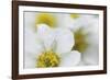 Petal Perfection-Wild Wonders of Europe-Framed Giclee Print