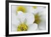 Petal Perfection-Wild Wonders of Europe-Framed Giclee Print