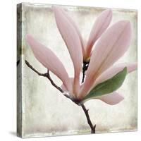 Petal Purity III-Mindy Sommers-Stretched Canvas