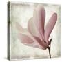 Petal Purity IV-Mindy Sommers-Stretched Canvas