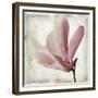 Petal Purity IV-Mindy Sommers-Framed Giclee Print