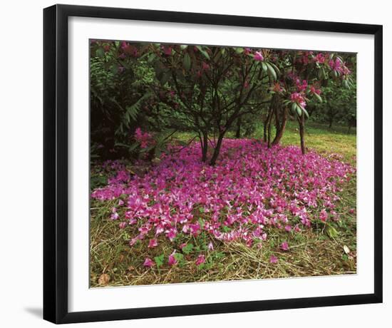 Petal Shower-Bent Rej-Framed Giclee Print