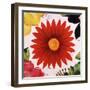 Petal-Tim O'toole-Framed Giclee Print