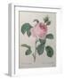 Petaled Rose-Pierre-Joseph Redoute-Framed Art Print