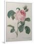 Petaled Rose-Pierre-Joseph Redoute-Framed Art Print
