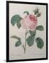 Petaled Rose-Pierre-Joseph Redoute-Framed Art Print