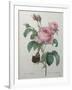 Petaled Rose-Pierre-Joseph Redoute-Framed Art Print