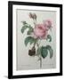 Petaled Rose-Pierre-Joseph Redoute-Framed Art Print