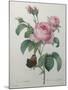 Petaled Rose-Pierre-Joseph Redoute-Mounted Art Print