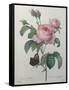 Petaled Rose-Pierre-Joseph Redoute-Framed Stretched Canvas