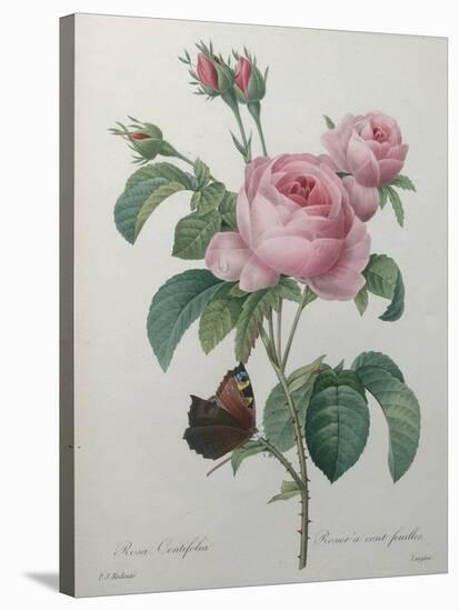 Petaled Rose-Pierre-Joseph Redoute-Stretched Canvas