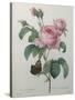 Petaled Rose-Pierre-Joseph Redoute-Stretched Canvas