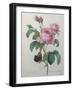 Petaled Rose-Pierre-Joseph Redoute-Framed Art Print