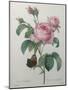 Petaled Rose-Pierre-Joseph Redoute-Mounted Art Print