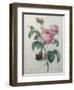 Petaled Rose-Pierre-Joseph Redoute-Framed Art Print