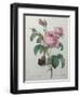 Petaled Rose-Pierre-Joseph Redoute-Framed Art Print