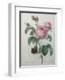 Petaled Rose-Pierre-Joseph Redoute-Framed Art Print