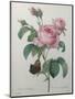 Petaled Rose-Pierre-Joseph Redoute-Mounted Art Print