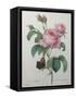 Petaled Rose-Pierre-Joseph Redoute-Framed Stretched Canvas