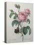 Petaled Rose-Pierre-Joseph Redoute-Stretched Canvas