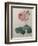 Petaled Rose-Pierre-Joseph Redoute-Framed Art Print