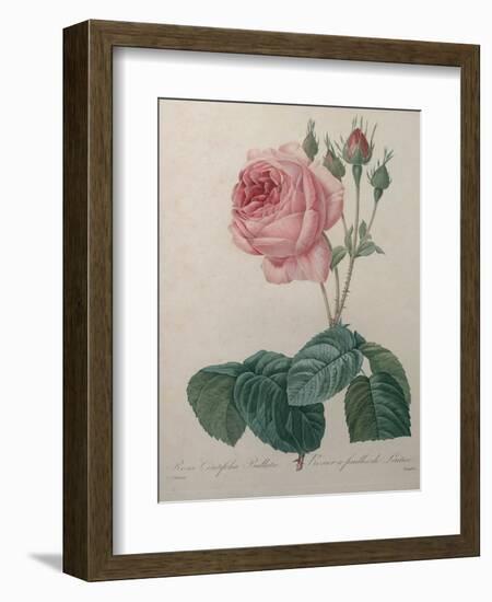 Petaled Rose-Pierre-Joseph Redoute-Framed Art Print