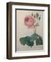 Petaled Rose-Pierre-Joseph Redoute-Framed Art Print